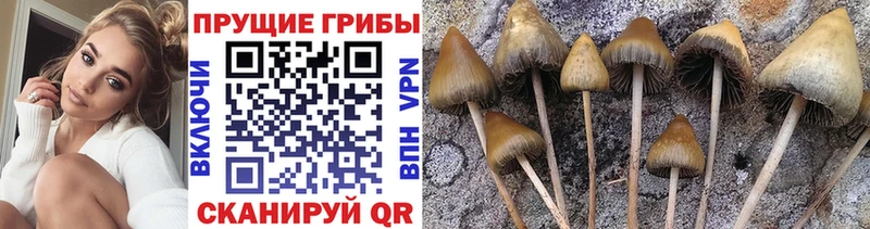 Псилоцибиновые грибы мицелий  где можно купить   Липки 
